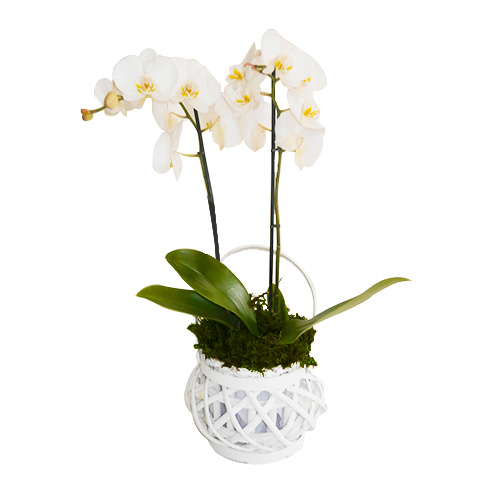 White Orchid in White Wicker Ball