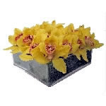 Quadrado de Orquídeas Amarelas