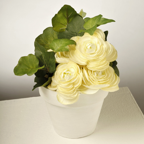 Buttercups in White Vase