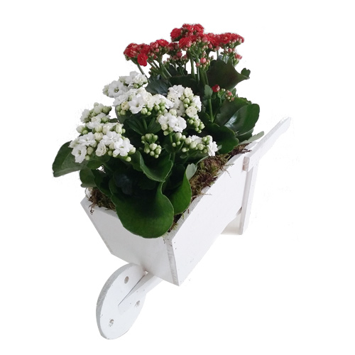 Hand cart with Kalanchoes