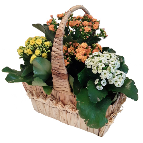Kalanchoes Country Basket