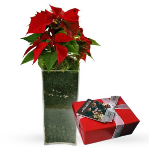 Christmas Vase + Chocolates