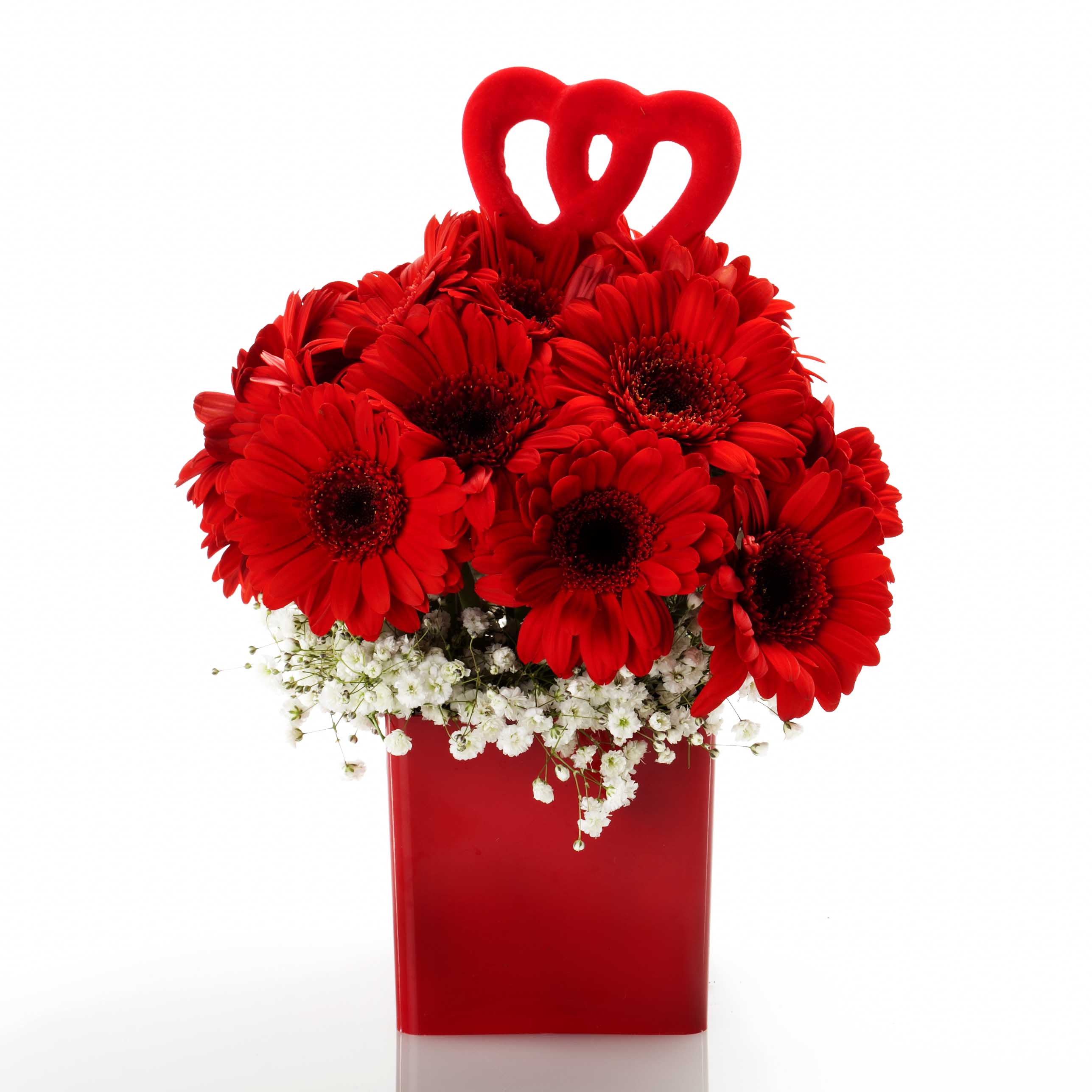 Love Explosion with Gerberas