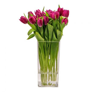 Fuschia Tulips Vase