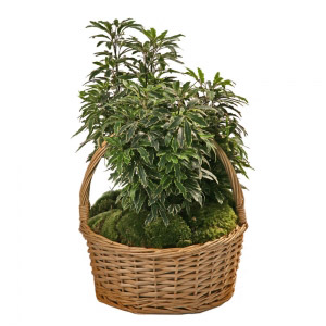Green Plants Basket