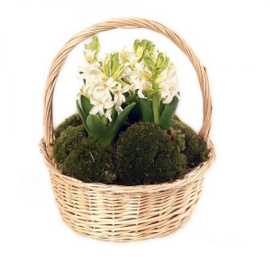 Hyacinths Basket
