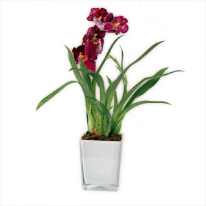 Miltonia Orchid in Premium Vase