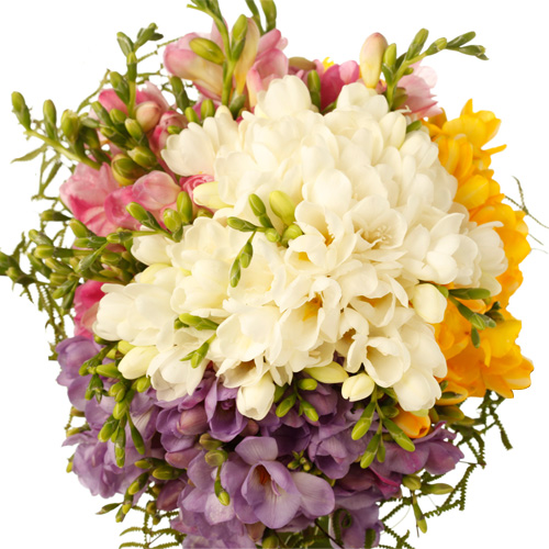 Multicolor Freesias Bouquet
