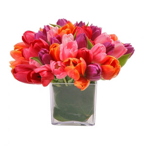 Multicolor Tulips Cube
