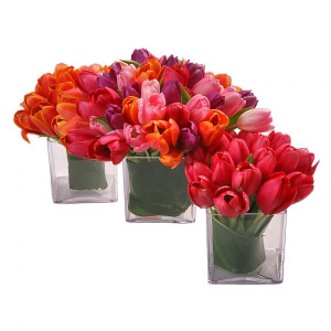 Multicolor Tulips Cubes