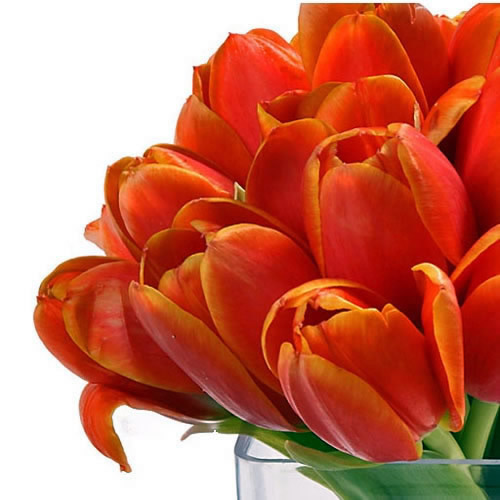 Orange Tulips Cube