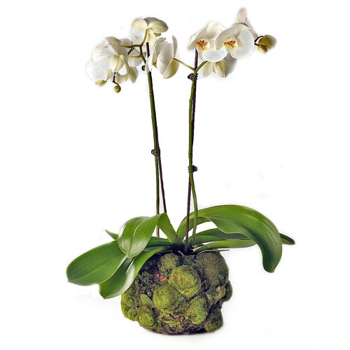 Orchid in Moss