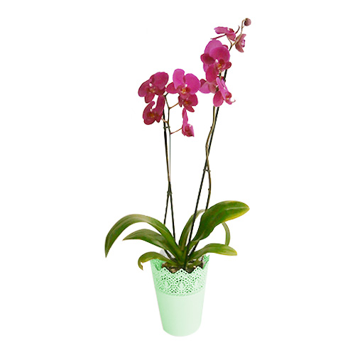 Pink Orchid in Green Lace Vase