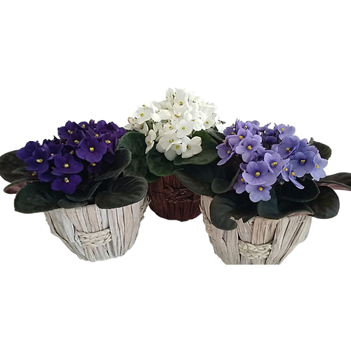 Pack 3 Vases of Violets