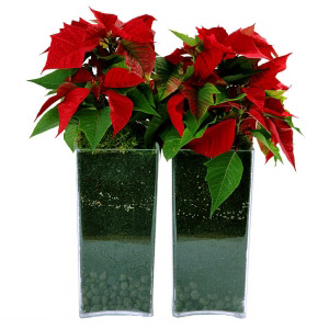 Pair of Christmas Vases