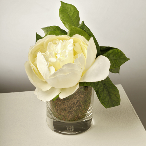 Peonia in a White Vase