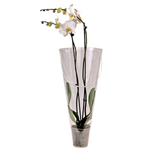 Phalaenopsis Orchid in a Carrying Tube