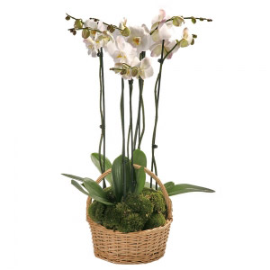 Phalaenopsis Orchids Basket