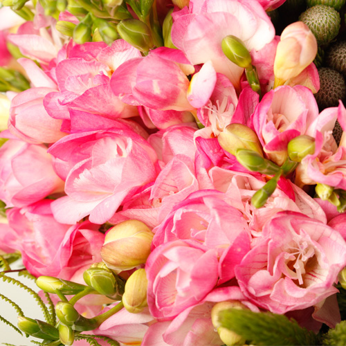 Pink Freesias Bouquet