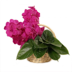 Pink "Vanda" Orchids Basket
