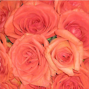 Premium Orange Roses Bouquet
