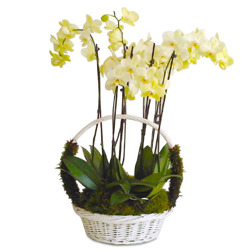 Premium Orchidea Basket