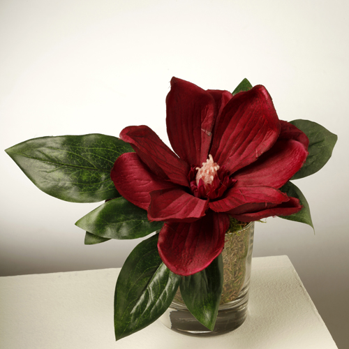 Red Magnolia in Vase