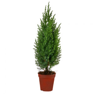 Scandinavian Pine