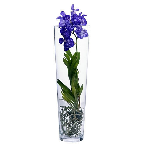 Vanda Orchid in Tubular Vase | FLORFLOR.PT