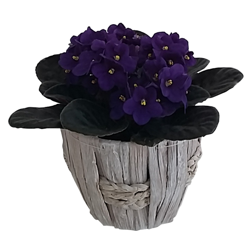 Vase of Purple Violets
