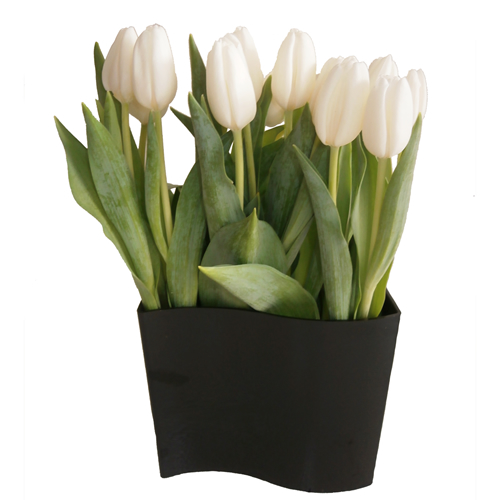 Waved Vase of White Tulips