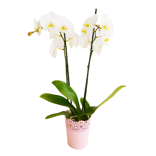 White Orchids in Pink Vase