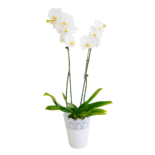 White Orchids in White Vase