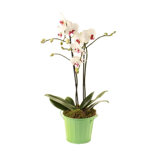 White Phalaenopsis Orchid in Green Vase