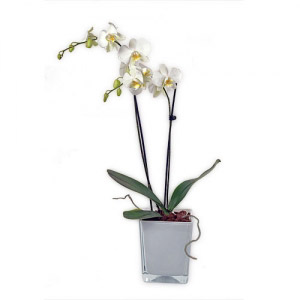 White Phalaenopsis Orchid in Premium Vase