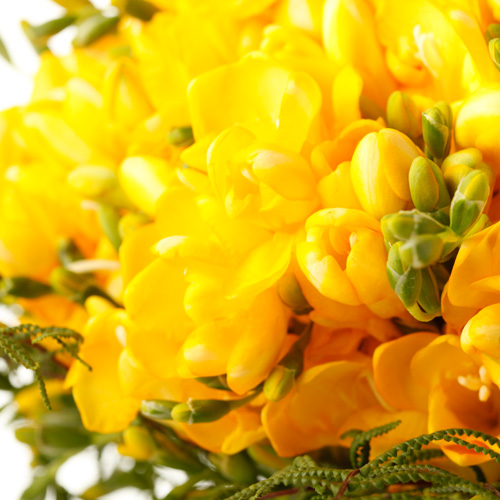 Yellow Freesias Bouquet