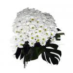 Bouquet de Margaridas Brancas