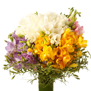 Bouquet de Frésias Multicolor