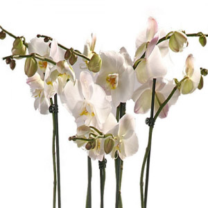 Cesto de Orquídeas Phalaenopsias