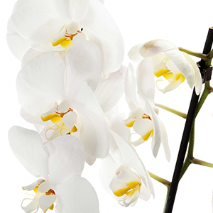Orquídea Apaixonada