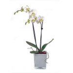 Orquídea Phalanópsia Branca em Jarra Premium