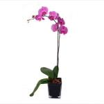 Orquídea Phalanópsia Rosa