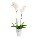 Orquídea Branca em Vaso Branco Rendilhado