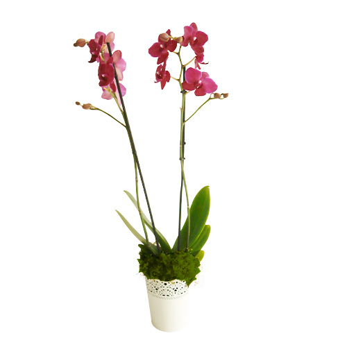 Orquídea Rosa em Vaso Branco Rendilhado
