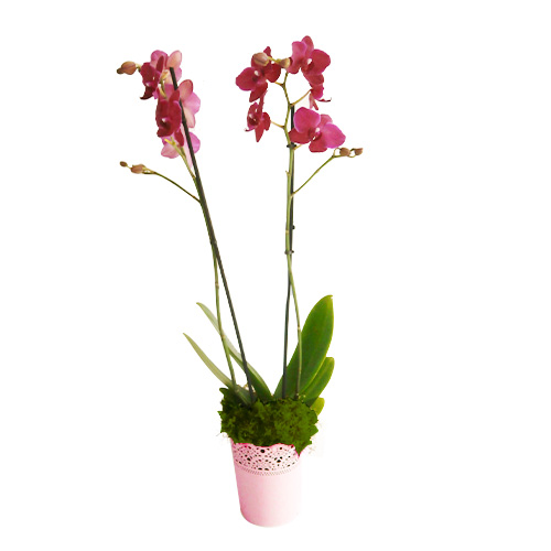 Orquídea Rosa em Vaso Rosa Rendilhado