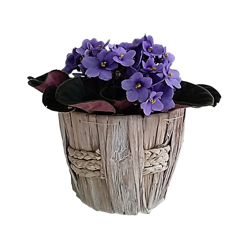 Vaso de Violetas Azuis